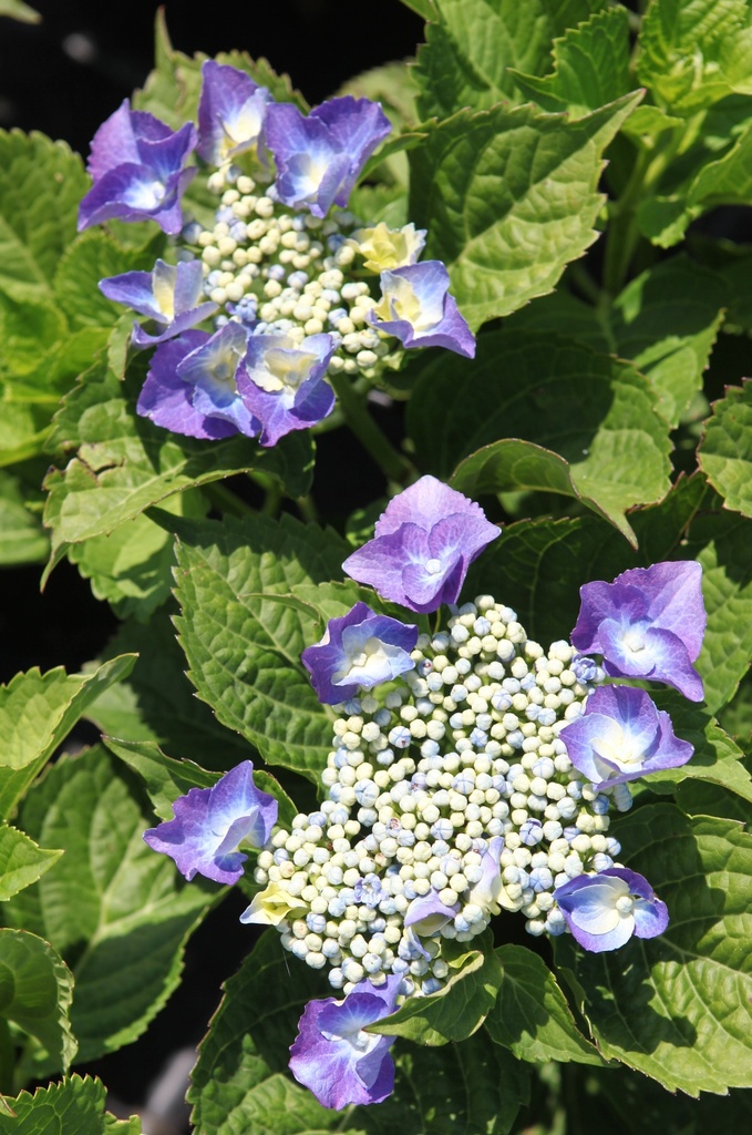 HYMBLAUM_20260714143412.JPG