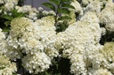 HYPSDOLL_20260714140024.JPG