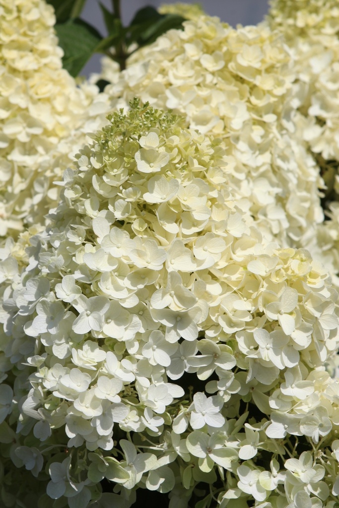 HYPSDOLL_20260714140040.JPG