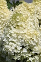 HYPSDOLL_20260714140040.JPG
