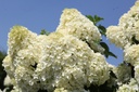 HYPSDOLL_20260714140048.JPG