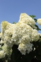 HYPSDOLL_20260714140052.JPG
