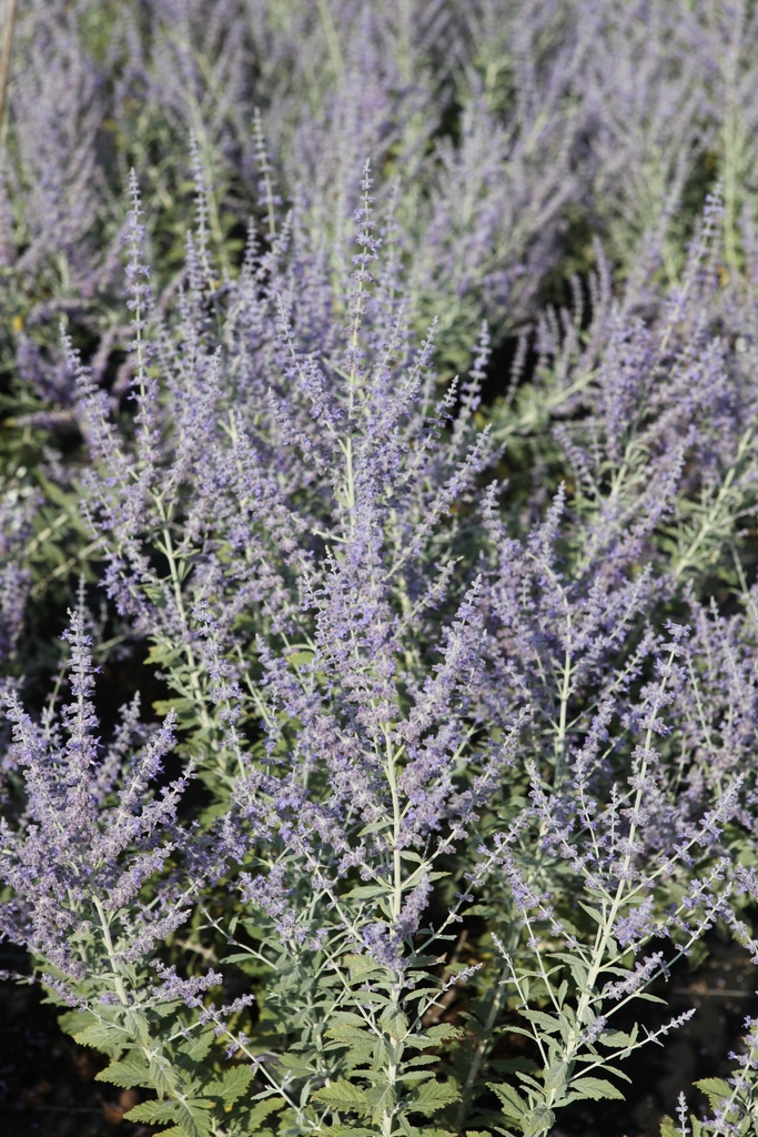 PEASBLUE_20260714093142.JPG
