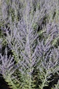 PEASBLUE_20260714093142.JPG