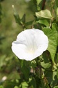 RHSCANDE_20260714151154.JPG