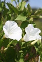 RHSCANDE_20260714151210.JPG