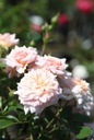 ROCICERO_20260714132618.JPG
