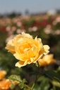 ROAQUEEN_20260714132500.JPG