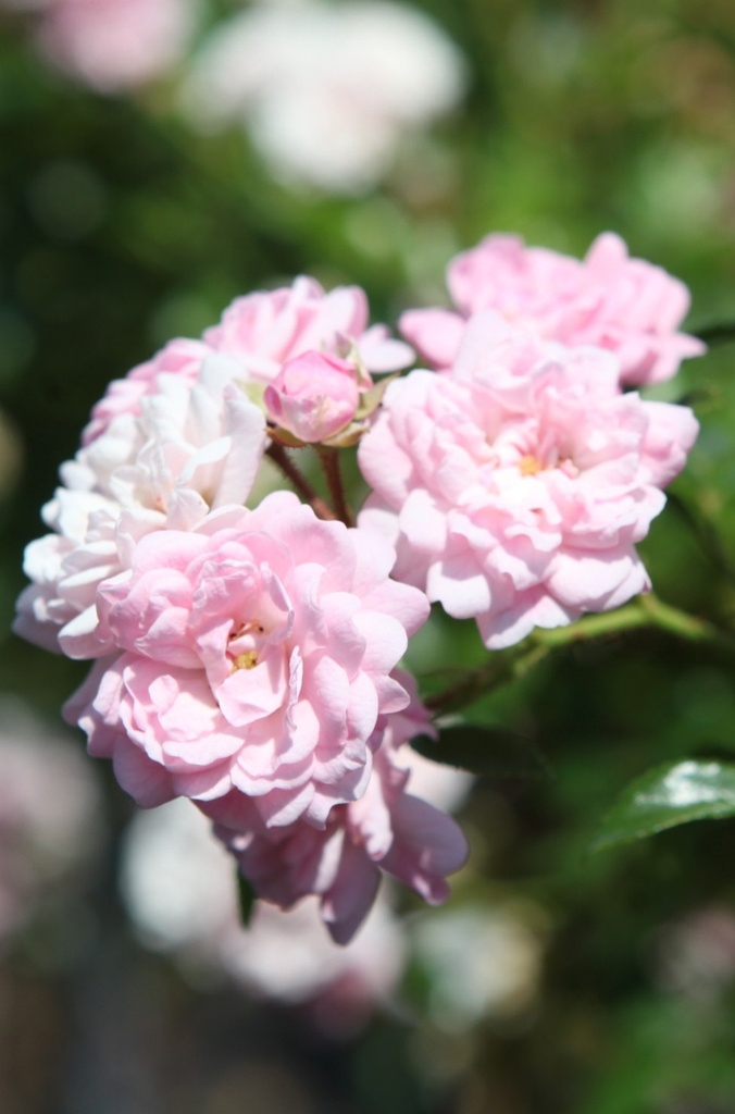 ROFAIRY_20260714133438.JPG