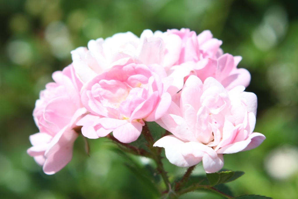 ROFAIRY_20260714133442.JPG
