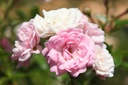 ROFAIRY_20260714133456.JPG