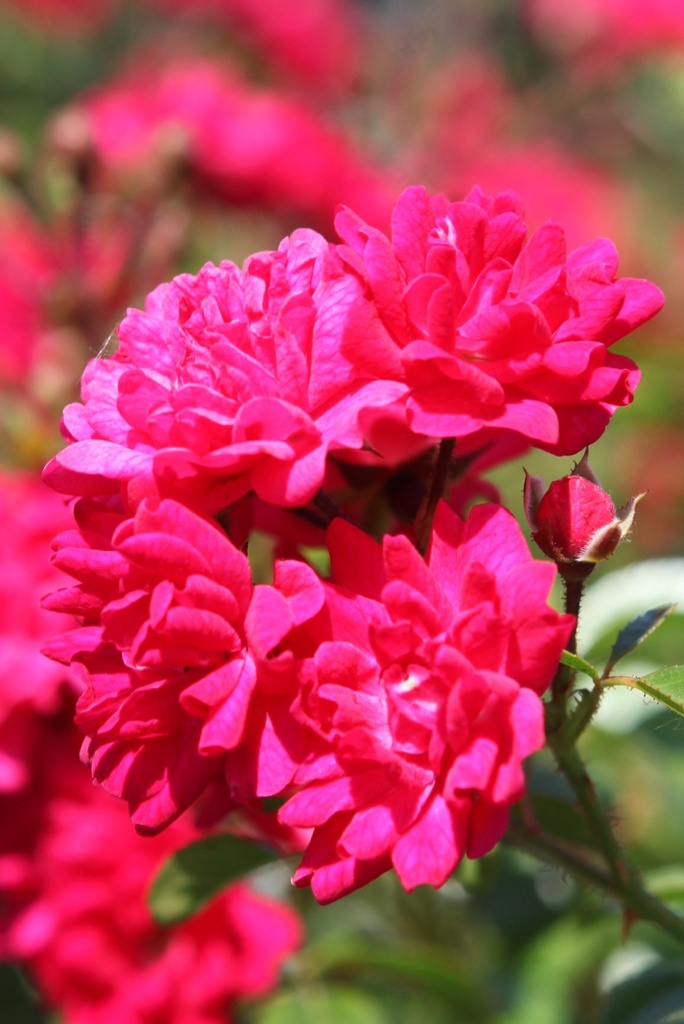 ROFQUEEN_20260714132640.JPG