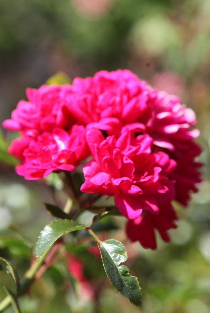 ROFQUEEN_20260714132644.JPG