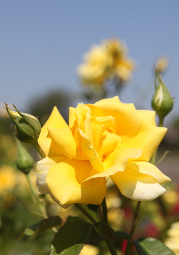 ROGOLDST_20260714132726.JPG
