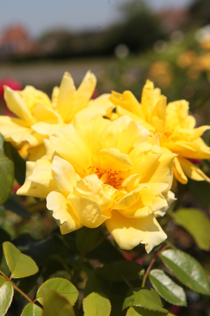 ROGOLDST_20260714132736.JPG