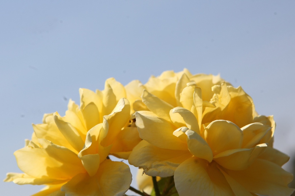 ROGOLDST_20260714132808.JPG