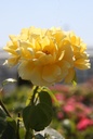 ROGOLDST_20260714132820.JPG