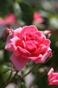 ROKIMONO_20260714132944.JPG