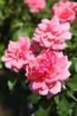 ROKIMONO_20260714132958.JPG