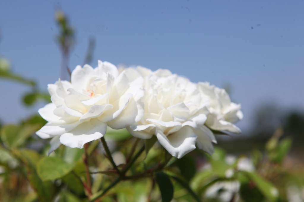 ROSCHNEE_20260714132404.JPG