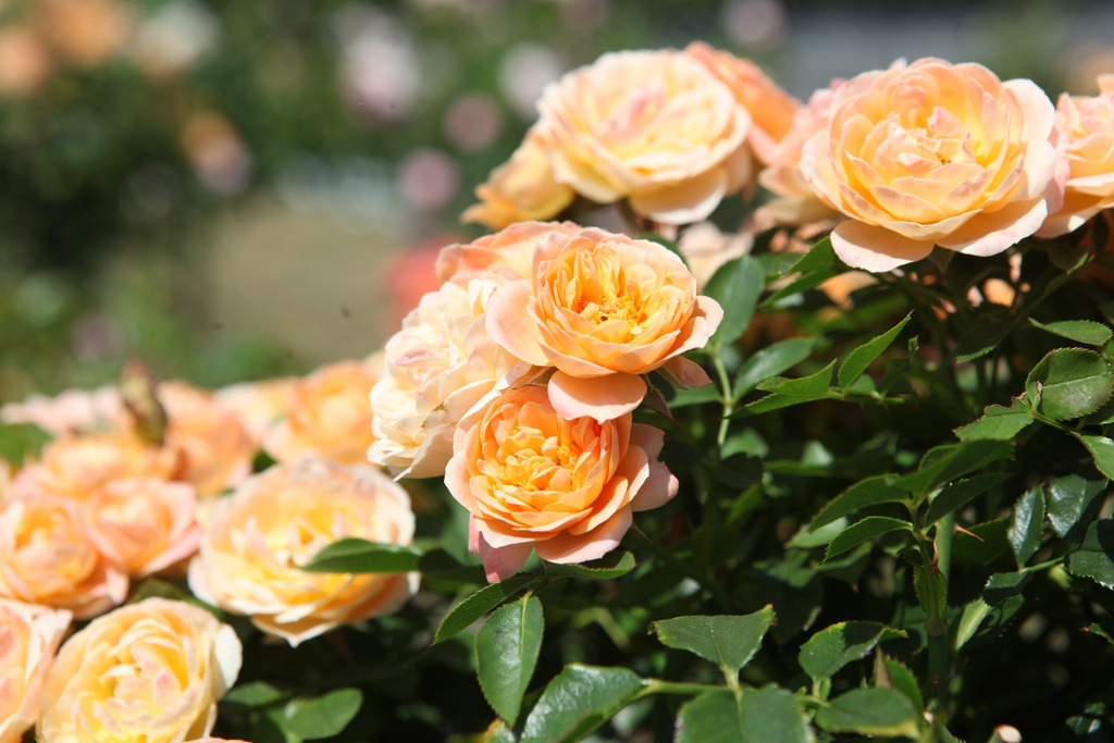 ROSWEETY_20260714133330.JPG