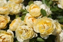ROLUCKY_20260714132904.JPG