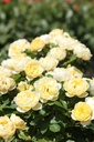ROLUCKY_20260714132920.JPG
