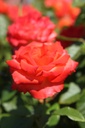 ROMARIEK_20260714133116.JPG