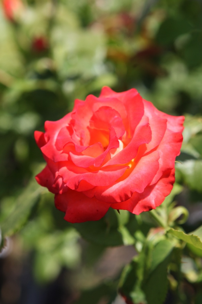ROMARIEK_20260714133124.JPG
