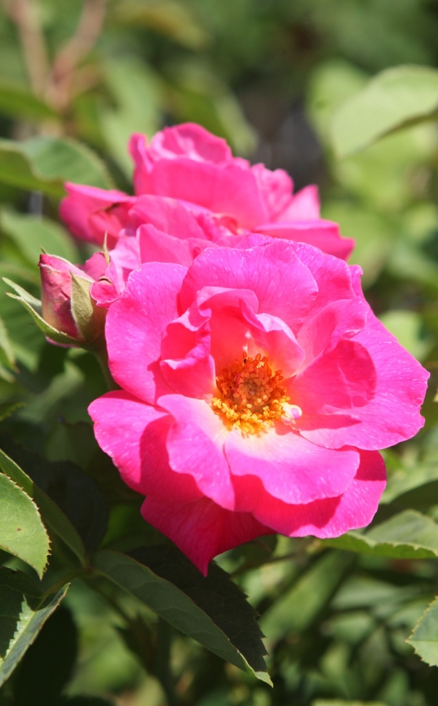ROMELROS_20260714133150.JPG