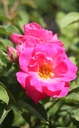 ROMELROS_20260714133150.JPG