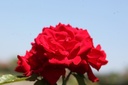 RONWEIBU_20260714133318.JPG