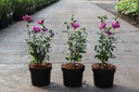 5404008213410_20260715083028.JPG