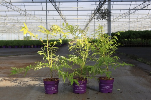 5404008234514_20260716091138.JPG