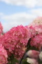 HYPFMELB_20260720132155.JPG