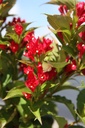 WEASRED_20260720160706.JPG
