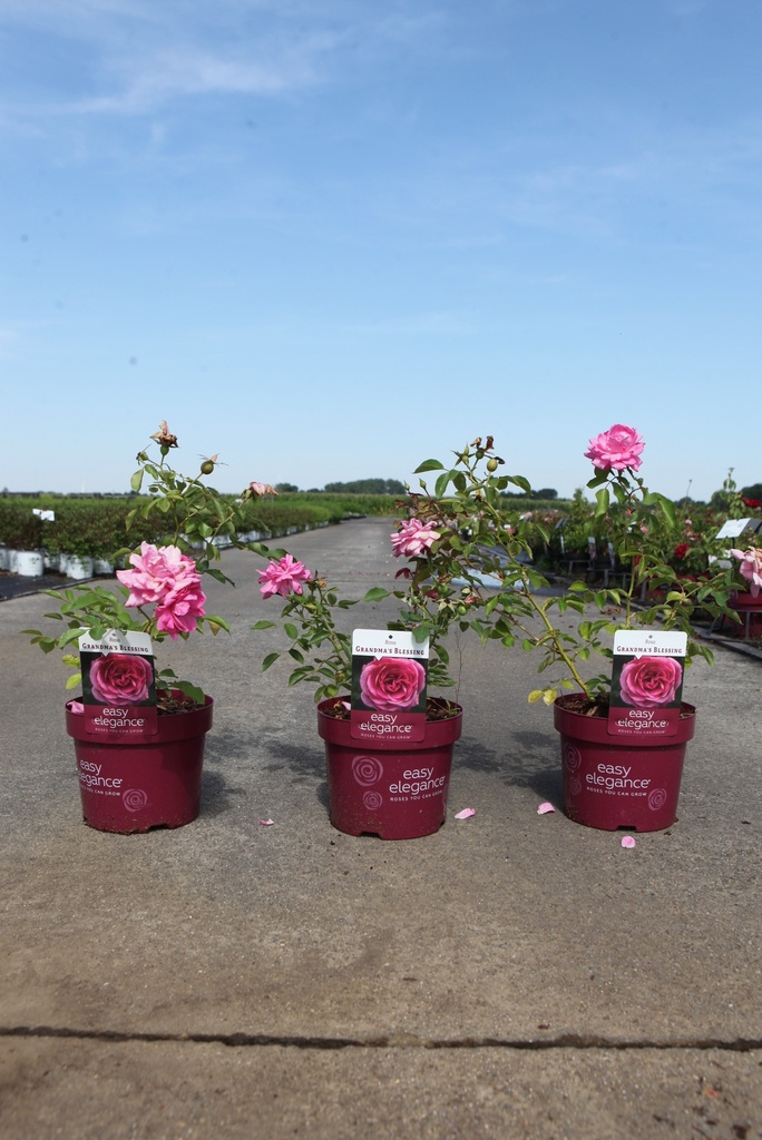 5404008010897_20260803114054.JPG