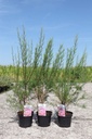 5404008209161_20260803112456.JPG