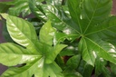 FAJAPONI_20260803094454.JPG