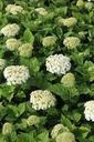HYAFLOWE_20260803104100.JPG