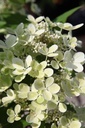 HYPPASTE_20260803105740.JPG
