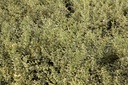 LIIMUSLI_20260803095310.JPG