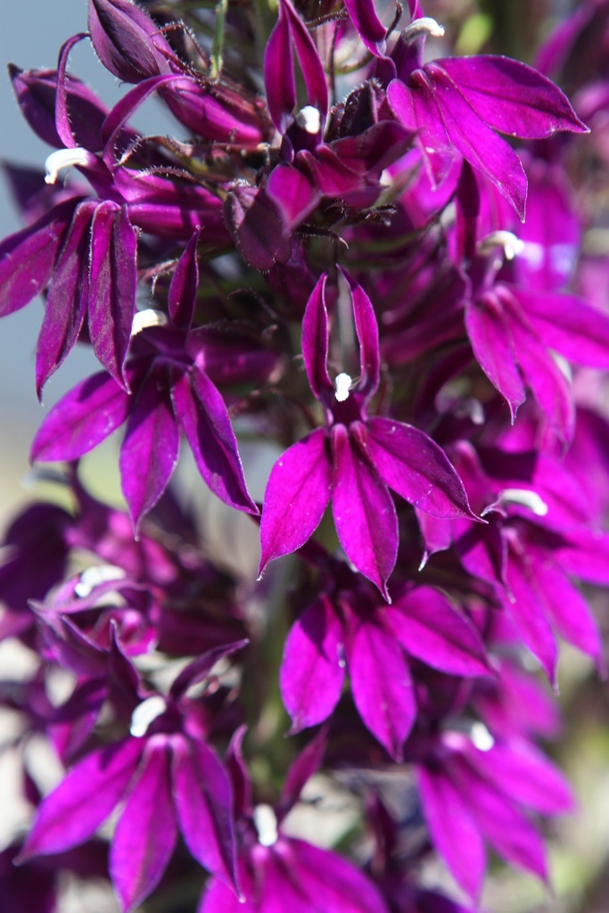 LOHPURPL_20260803110946.JPG