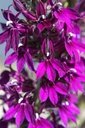 LOHPURPL_20260803110946.JPG