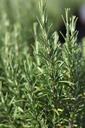 ROOFFICI_20260803110606.JPG