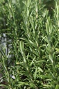 ROOFFICI_20260803110607.JPG