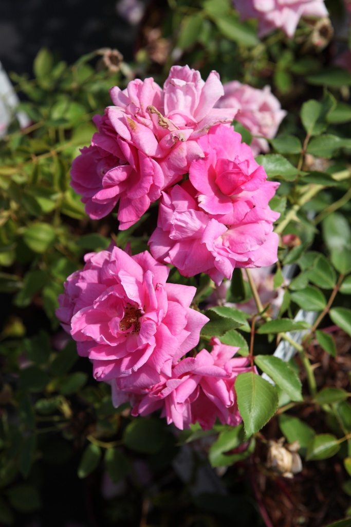 ROGBLESS_20260803114142.JPG