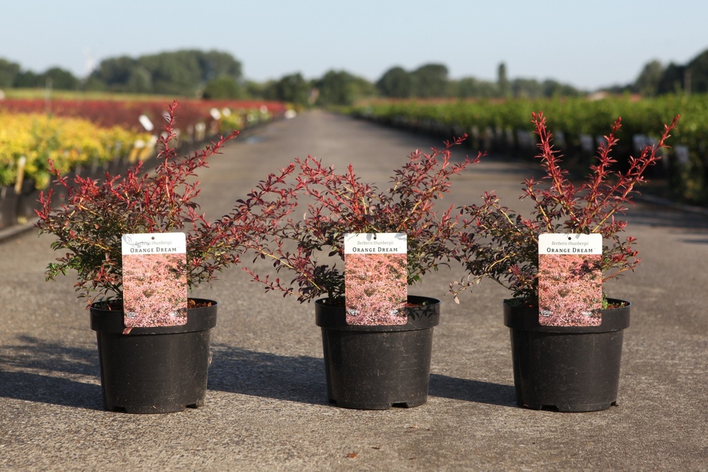 5404008214288_20260804083715.JPG