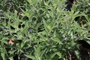 CACTHETI_20150624142424_xlarge.jpeg