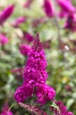 BUMRUBY_20260807155432.JPG